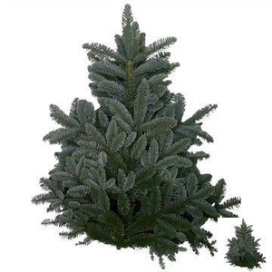 ABIES NOB BLAUW KILO