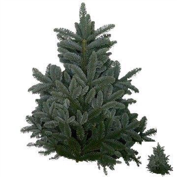 <h4>ABIES NOB BLAUW KILO</h4>