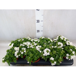 Verbena  'Aztec White Magic'