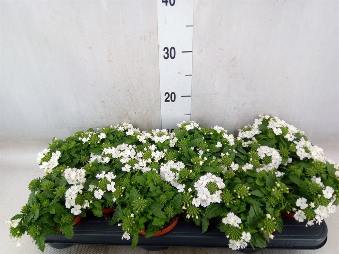 <h4>Verbena  'Aztec White Magic'</h4>