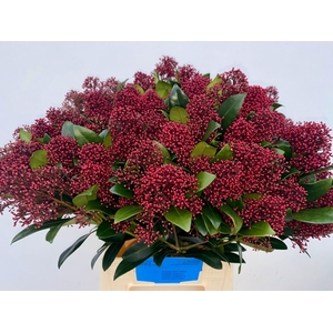 SKIMMIA JAP. 'RUBELLA'   .../BOS