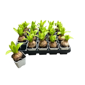 HYACIN WHITE PEARL P7