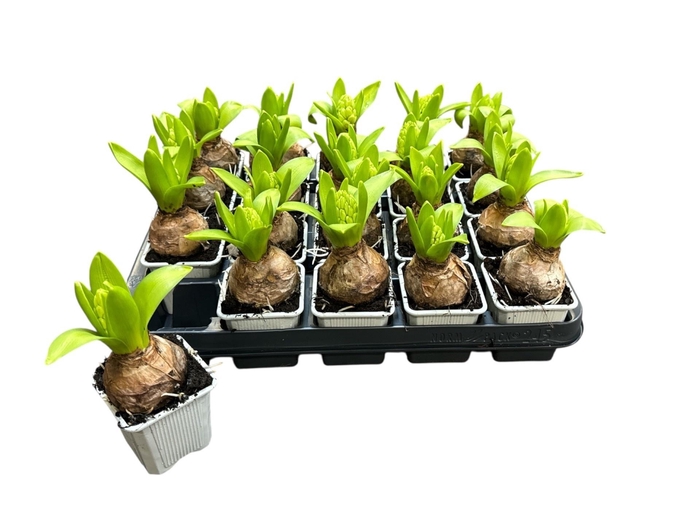 <h4>HYACIN WHITE PEARL</h4>