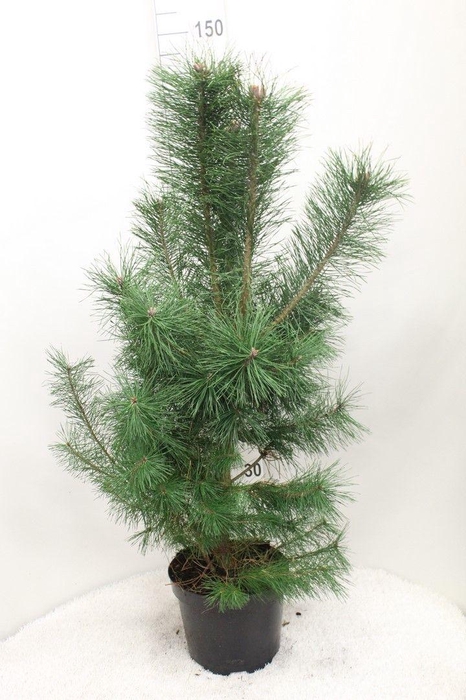 <h4>Pinus sylvestris P29 potgedrukt</h4>