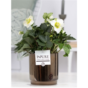 Helleborus n. Christmas Carol in Pure Juliette gold bronze