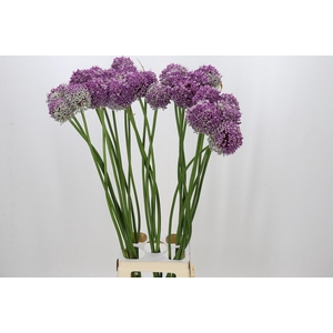 Allium Summer Star