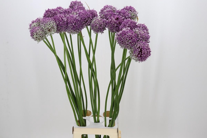 <h4>Allium Summer Star</h4>