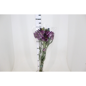 ALSTROEMERIA BLACK JACK 080 CM