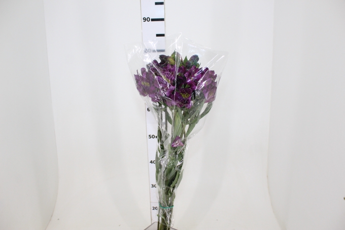 ALSTROEMERIA BLACK JACK 080 CM