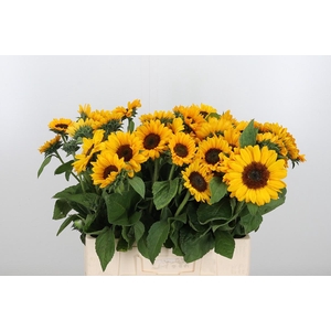 Helianthus An Sonja