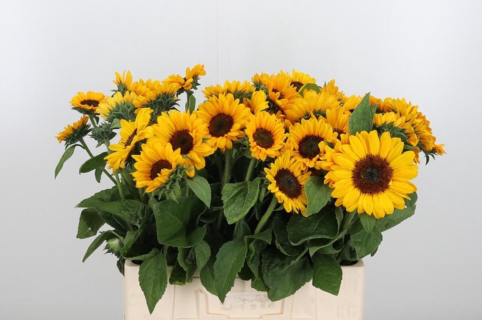 <h4>Helianthus An Sonja</h4>