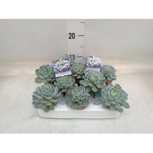 Echeveria   ...