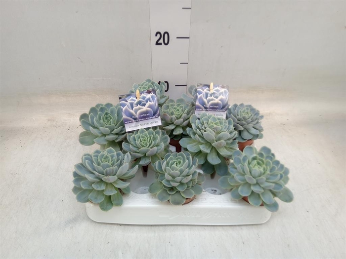 <h4>Echeveria   ...</h4>