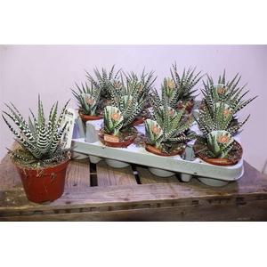 Haworthia F Big Band