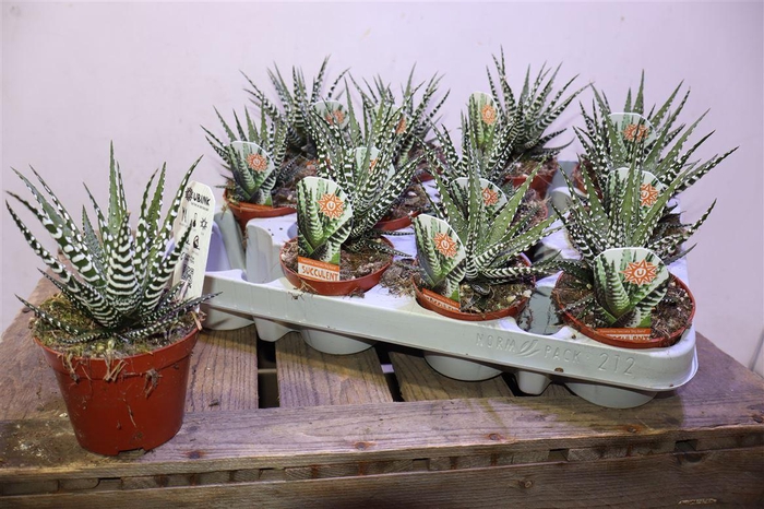 <h4>Haworthia F Big Band</h4>