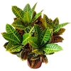 CROTON HIBRIDO PETRA P19