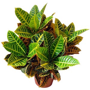 CROTON HIBRIDO PETRA P24