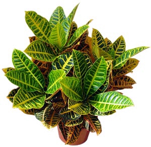 <h4>CROTON HIBRIDO PETRA P24</h4>