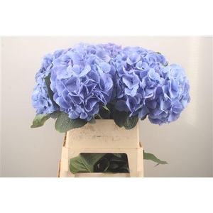 Hydr M Destiny Blue Xl