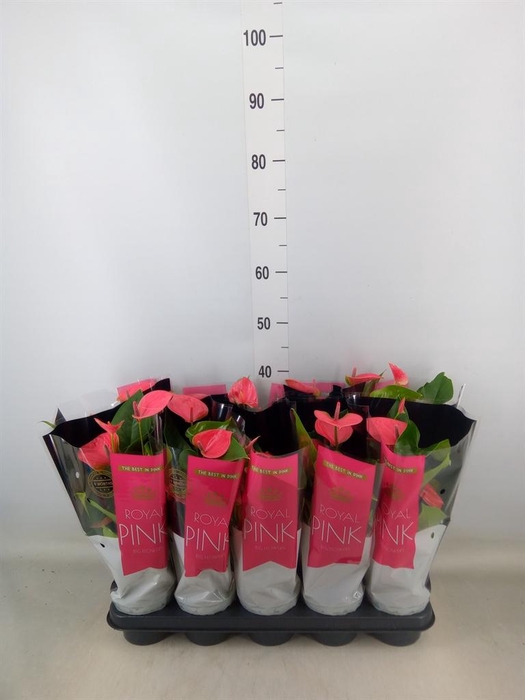 <h4>Anthurium andr. 'Sweet Dream'</h4>