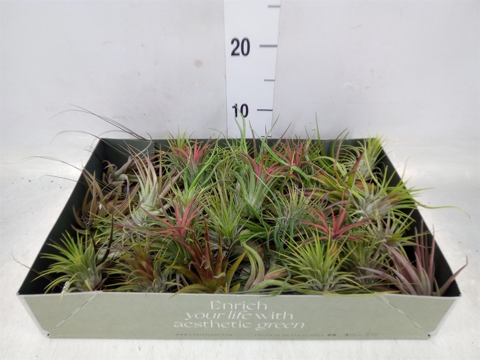 <h4>Tillandsia</h4>