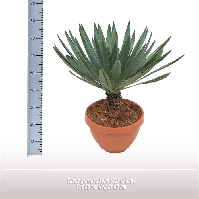 <h4>Yucca gloriosa Lone Star</h4>