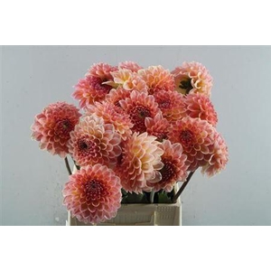 Dahl Santa Lucia