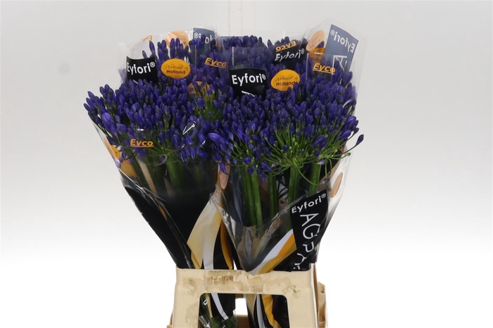<h4>Agap Eyfori Blue Eijco 70</h4>
