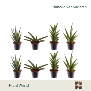 Sansevieria Cylindrica