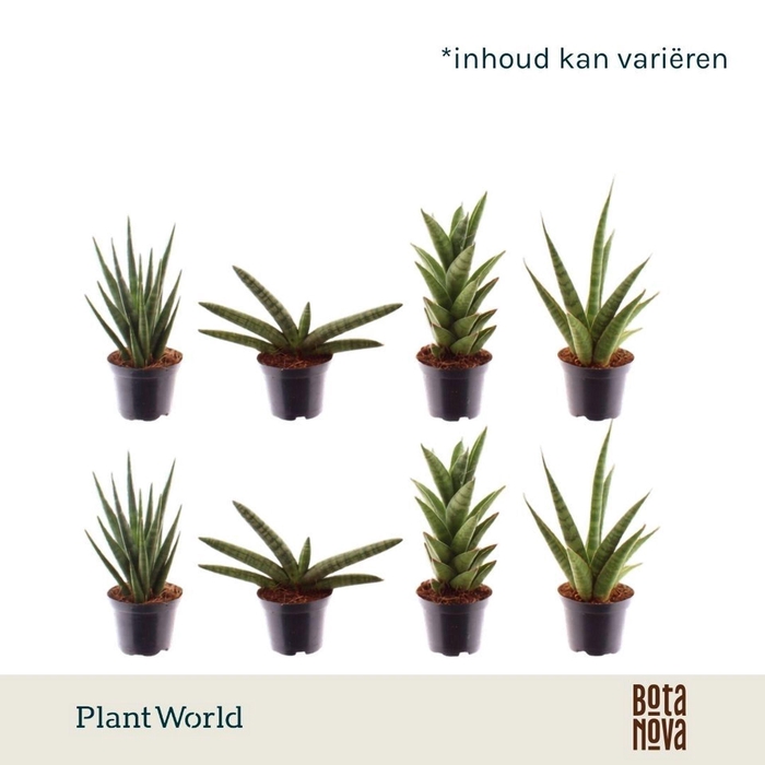 <h4>Sansevieria Cylindrica</h4>