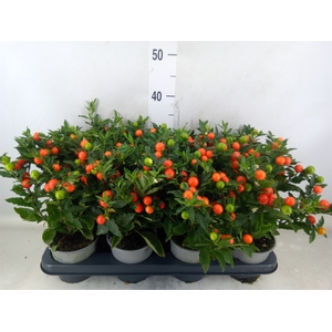 Solanum pseudocapsicum 'Bartoli'