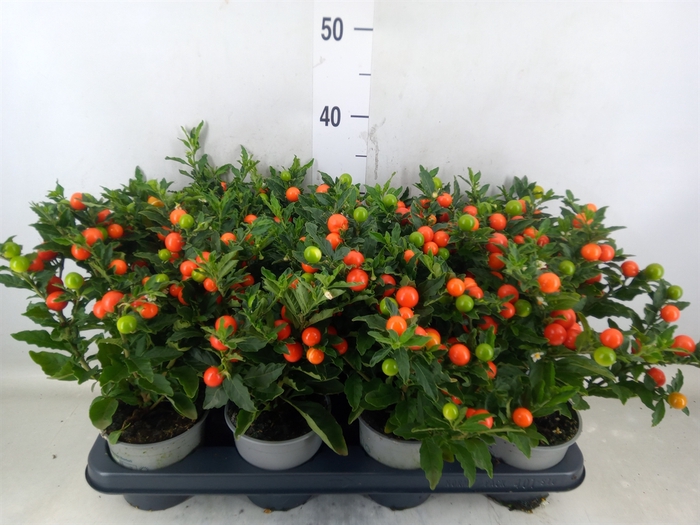 <h4>Solanum pseudocapsicum 'Bartoli'</h4>