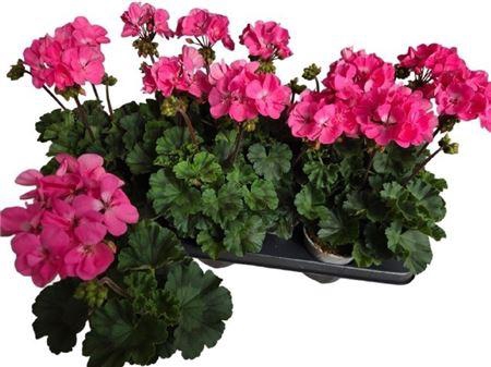 arr8 Pel Zon Tosc Hanna