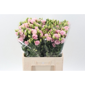 Eus G Lisanne L Pink