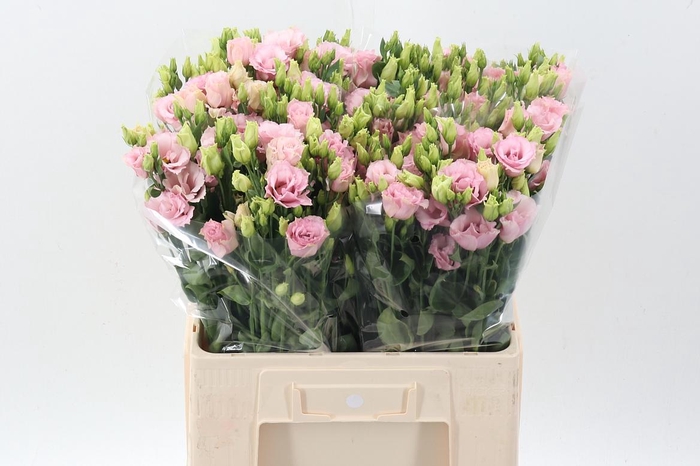 <h4>Eus G Lisanne L Pink</h4>