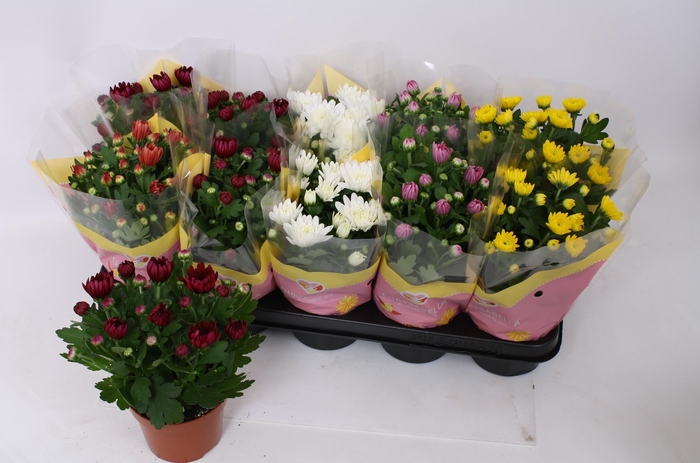 <h4>CHRYS GEVULDBL GEM</h4>