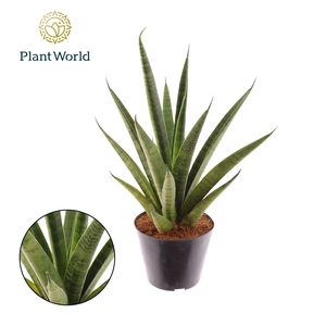Sansevieria New