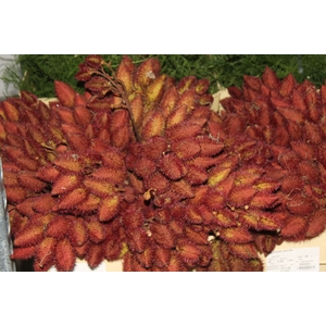 FOLHAGEM URUCUM