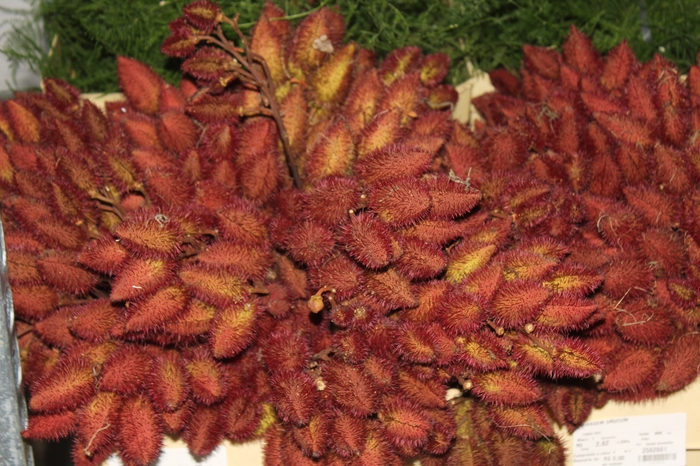 <h4>FOLHAGEM URUCUM</h4>