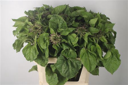 <h4>Helianthus Bicolor</h4>