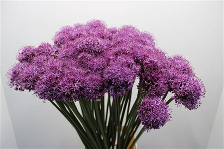 <h4>Allium Dark Knight 85cm Ex</h4>