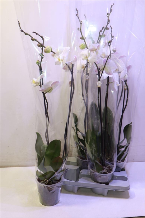 <h4>arr8 Phal Ov Wit</h4>