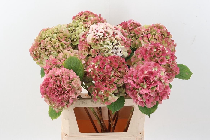 <h4>Hydr M My Vienna Cl</h4>