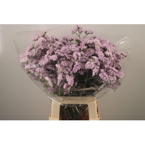 Lim S Light Pink Sun Birds