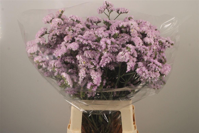 <h4>Lim S Light Pink Sun Birds</h4>