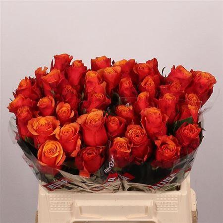 <h4>R Gr Espana</h4>