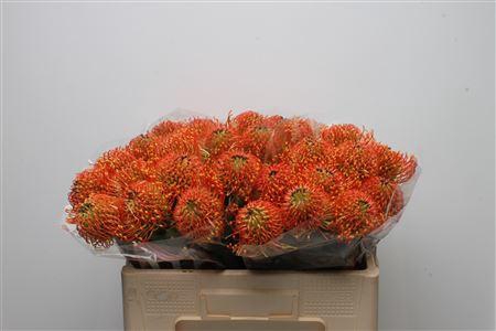 <h4>Leuco Sunrise</h4>