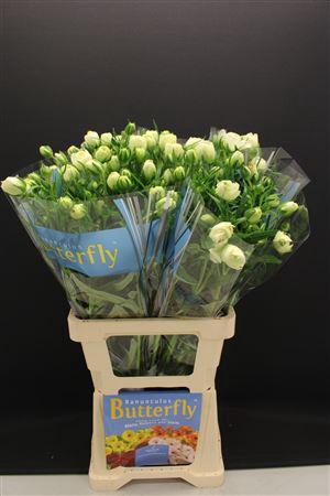 <h4>Ran Butterfly Ninos 70cm</h4>