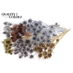 Cardi Distel Natural 5pc/bunch 70cm Metallic Mix