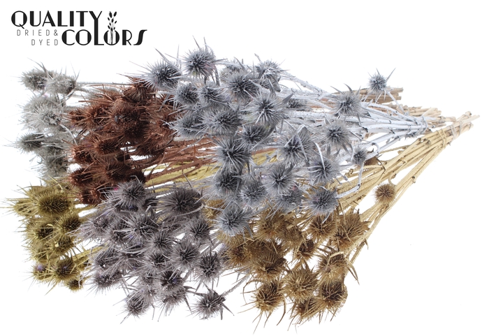 <h4>Cardi Distel Natural 5pc/bunch 70cm Metallic Mix</h4>